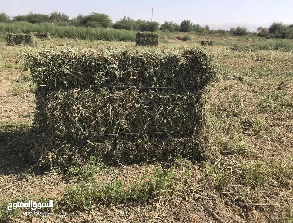 برسيم حجازي مزروع على بير ارتوازي