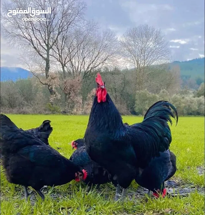 صوص لوهمان براون الالماني Lohman Brown  السلالة الاصلية