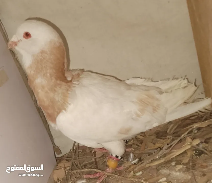 حمام جواز بصلات على نبي الحبه ب دينارين واغلبو تحتيو فراخ وبيض
