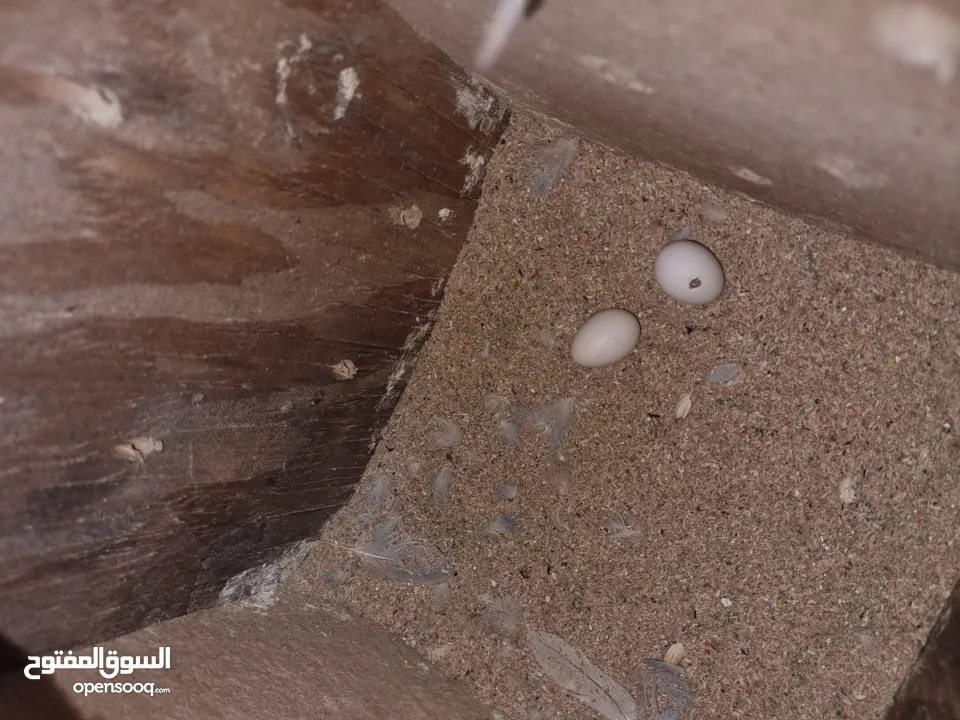 جوزين روز تحتهم فراخ و بيض اقرئ الوصف