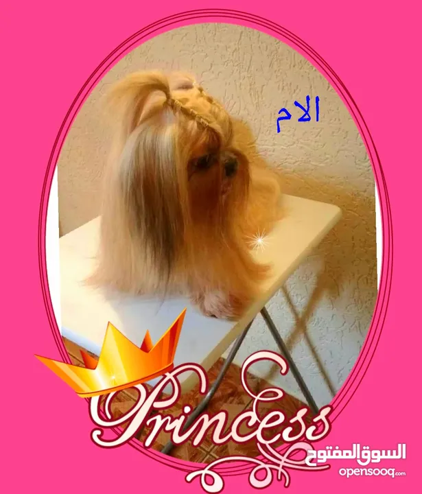 بنوته شيتزو shih tzu أصلي بيورررر أهالي مستورده