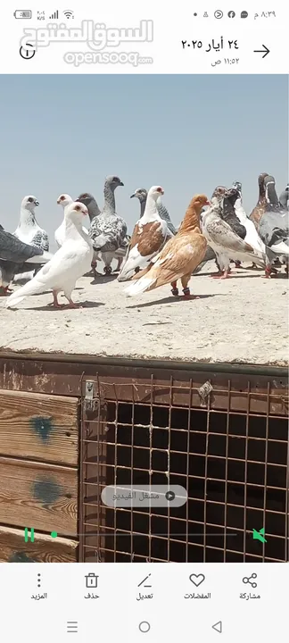 حمام للبيع