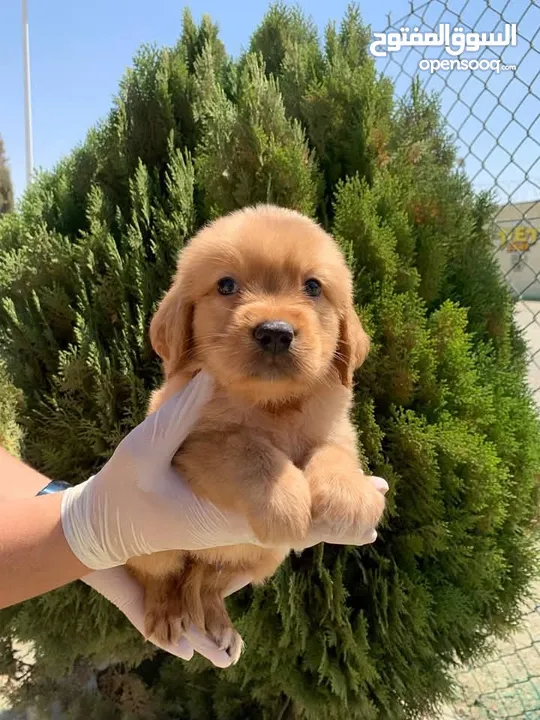 Golden retriever puppies male and female