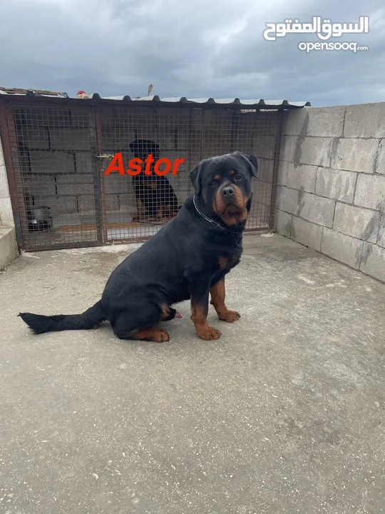 Rottweiler للتزاوج فقط لا غير