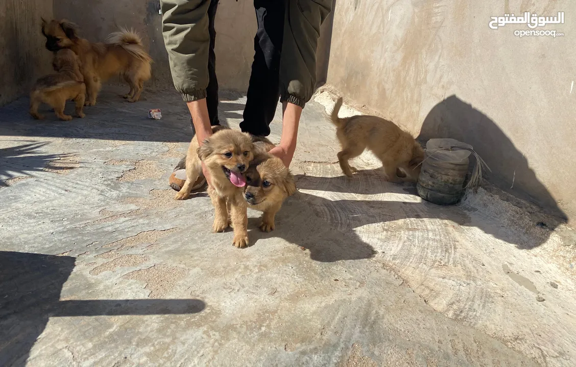 صغار كلاب ابانيول تيبيتان للبيع