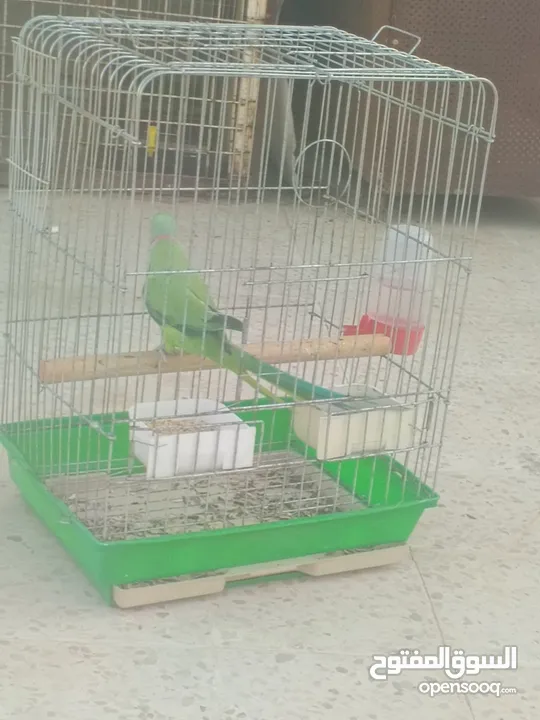 ببغاء دره هندي