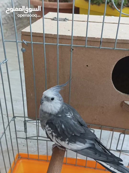 جوز كوكتيل وايت فيس للبيع او للبدل على جوز لاتينو