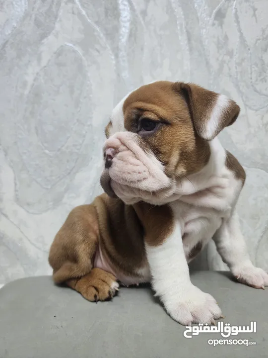 English Bulldog Female puppies