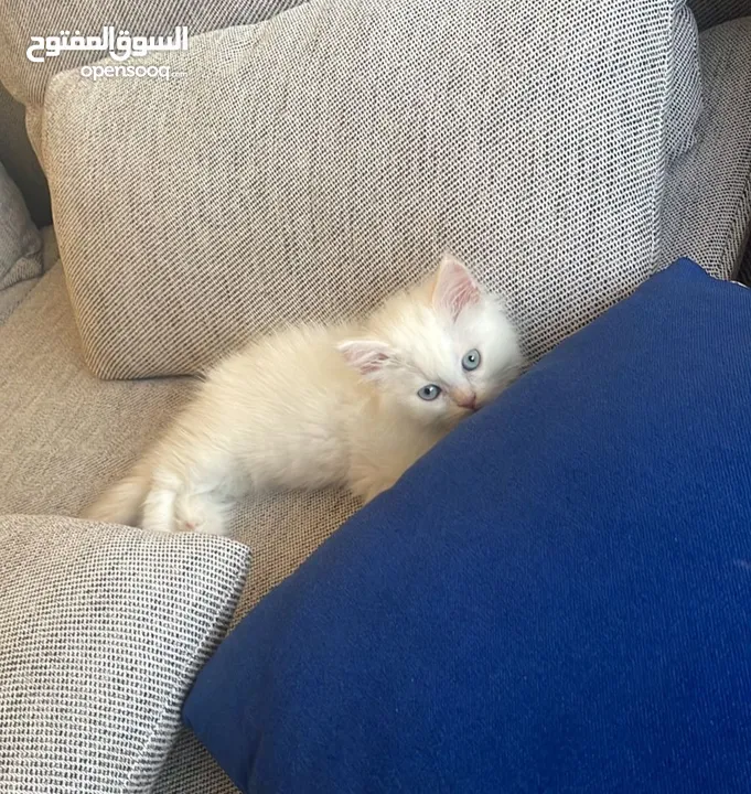Pure Himalayan Red Point Kitten