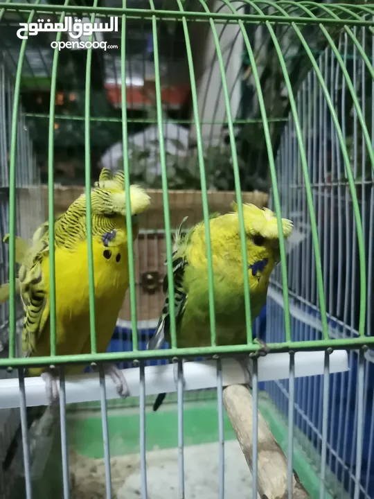 كوم عصافير للبيع