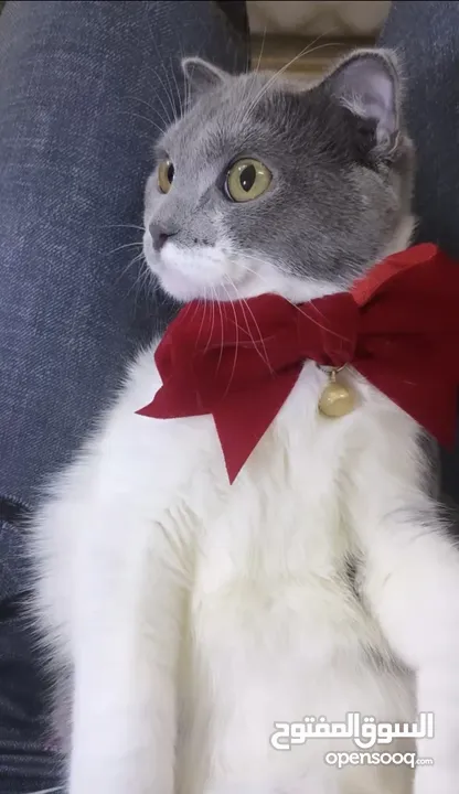 قطط سكوتش فولد موقي للبيع ‏Scottish Fold Moogie Kittens