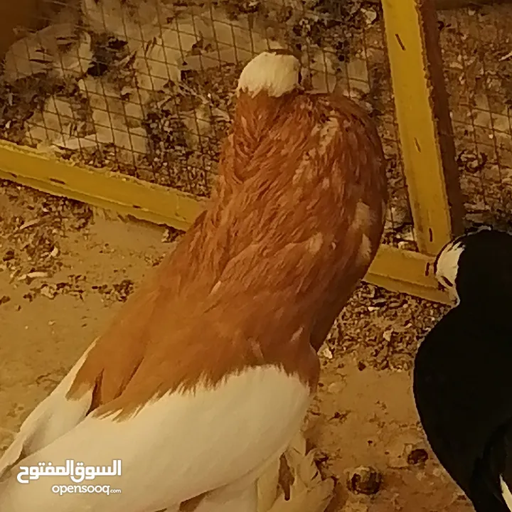 طيرة منفاخ اصفر جامبو شغاله بتزق افراخها في مادبا للبيع ام فرخ بدون الفرخ