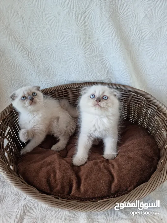 سكوتش فولد Scottish fold