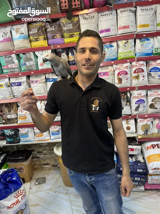 كاسكو حجل دهبي أليف متكلم راقص هدد تابع الوصف