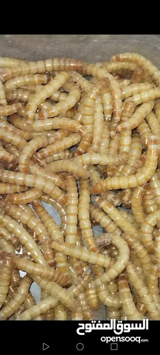 يرقات دود القبابي حي ميلوورم mealworm غذاء ممتاز بروتين حيواني لا يسبب التشحيم للطيور والاسمام