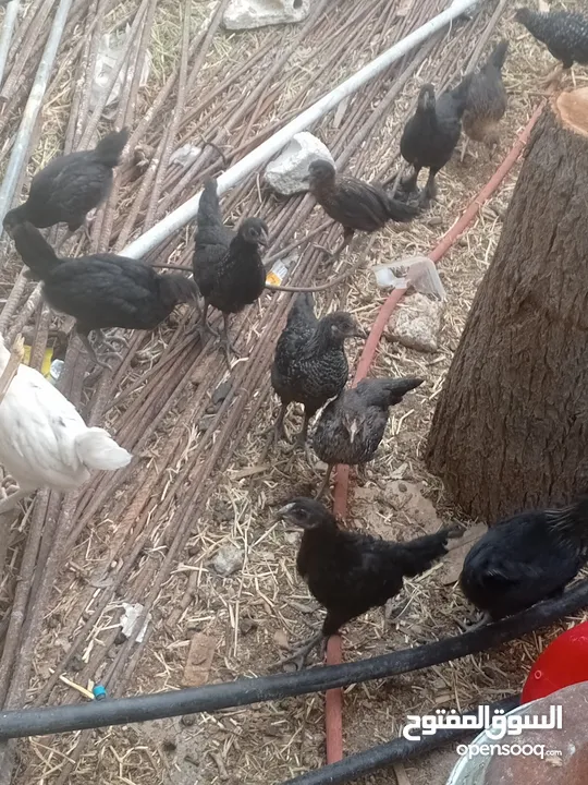 فراخ بلدي عمر شهرين ونص مطعمات جميع التطعيمات اي بي ولقاح ونيونكسل