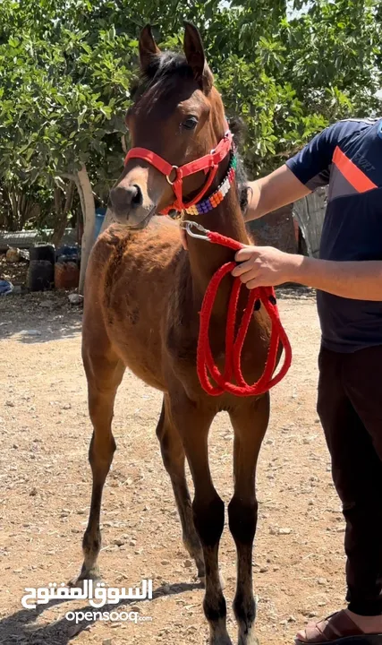 عجلون حلاوه