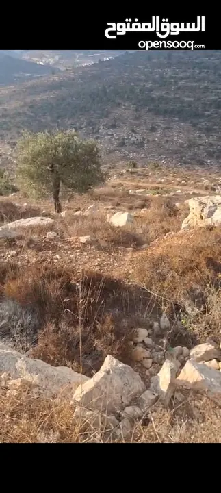 ارض للستثمار   دفعه 1000الف دولار والباقي شقق  دفع في سطح مرحبا الارض على شارعين