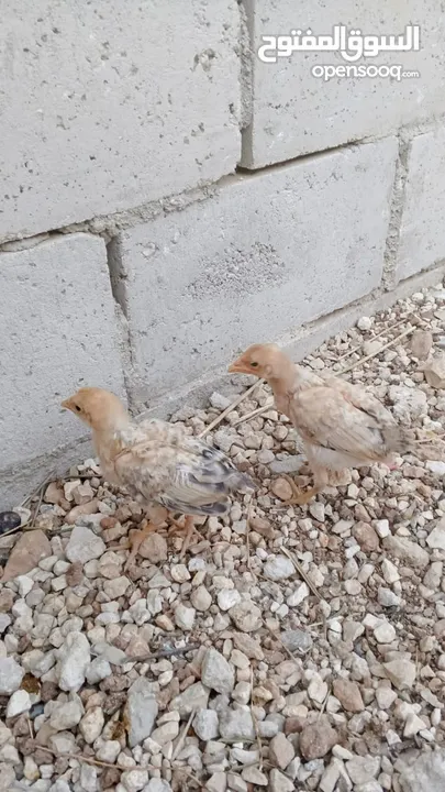 دجاج بلدي نظافة وصحة