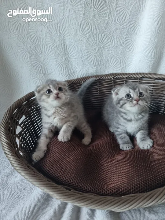 4 قطط سكوتش فولد Scottish fold