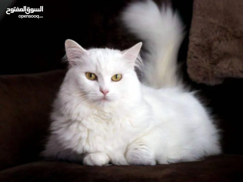 بسه هولنديه للبيع  لعوبه وهاديه وكيوت قابله للتفاوض