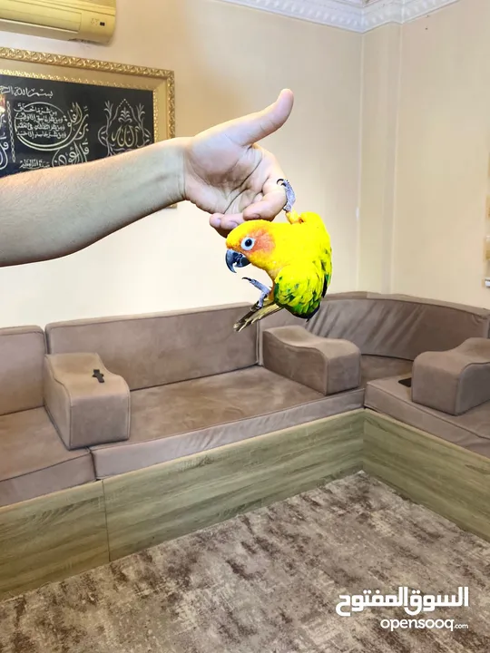 ببغاء صن كنيور عباره عن لعبه  تفاصيل عبر الرقم