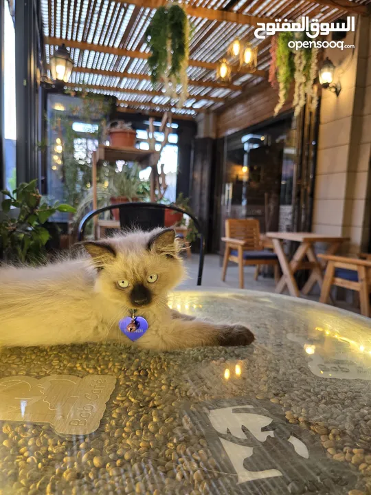 كوفي شوب و مطعم للبيع