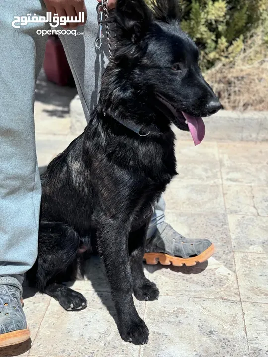 جراء بلجن مالينو و الراعي الهولندي (Belgian Malinois & Dutch Shepherd)