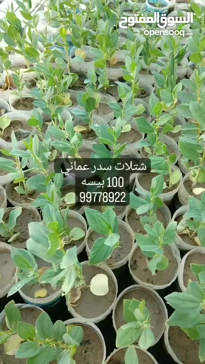 شتلات سدر عماني.    100 بيسه