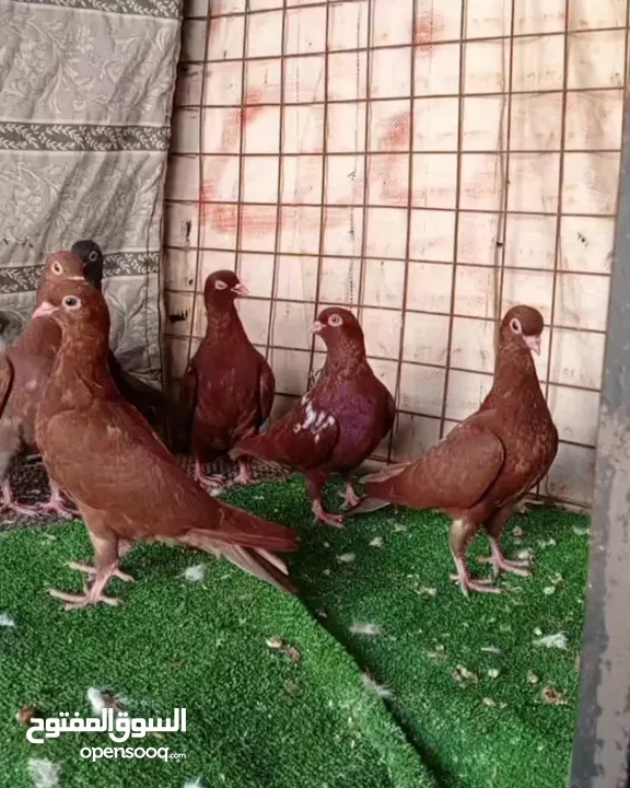 فراخ حمام مفطومات
