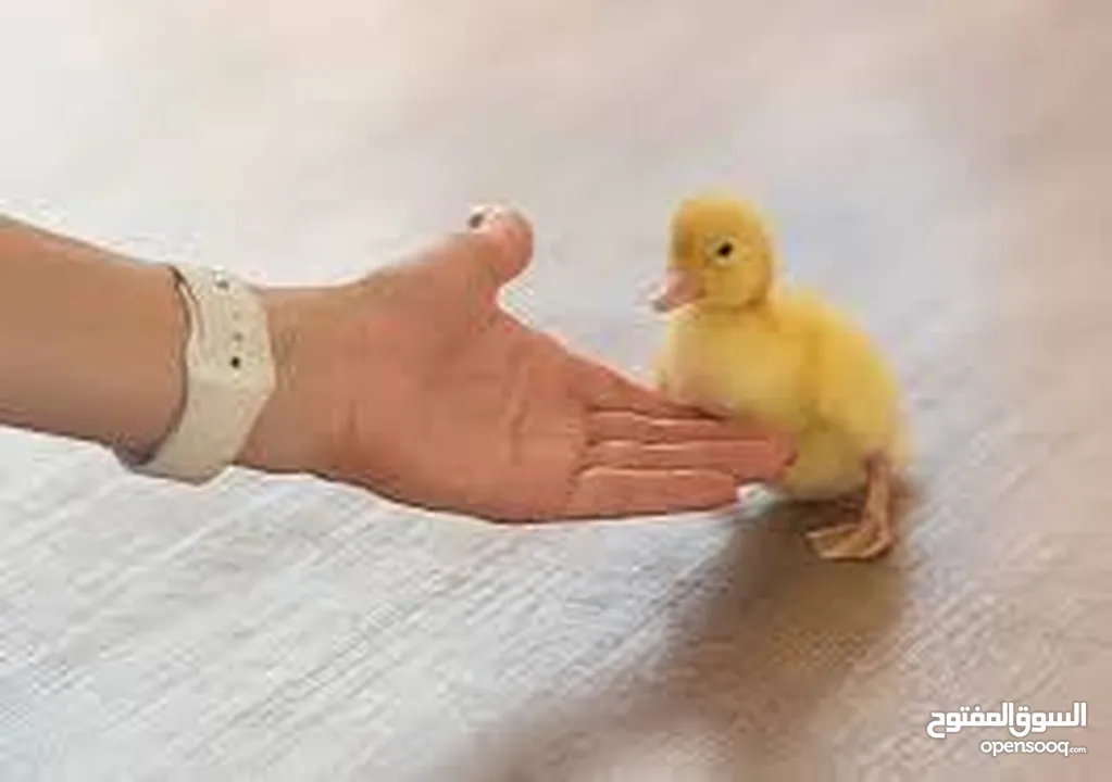 سلحفاه و بطه  و قطه شنشيلا و قط شيرازي  كتن بيبي ابيض و حلزون كركعه و بطبوطين  سلحفاة مائيه