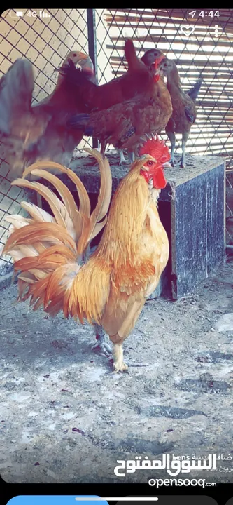 ‏دجاج عماني