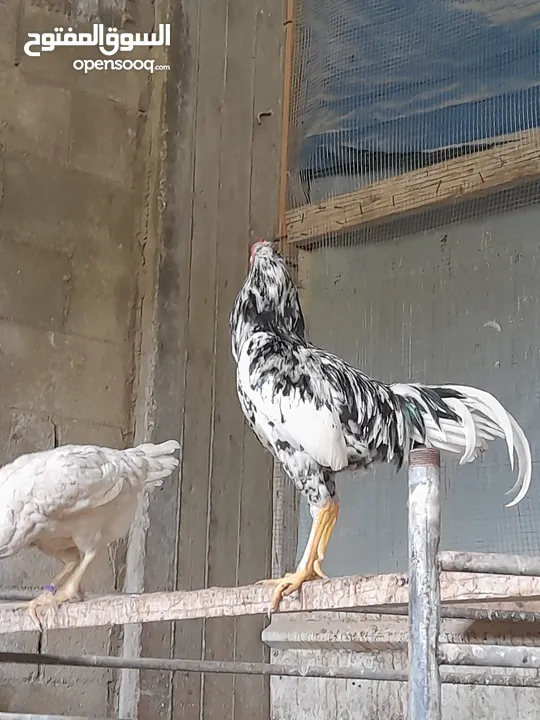 جاجه كوبرا راقده