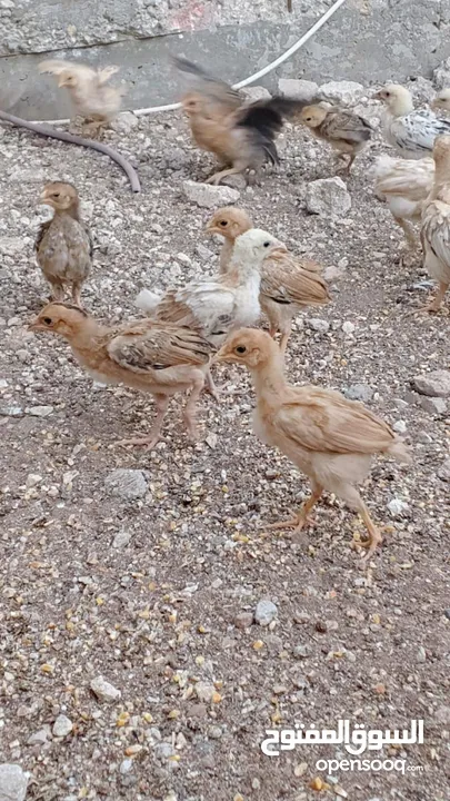 خم حمام بلدي ومعو انواع +صيصان بلدي عمر 33 يوم  للبيع بسعر الحرق الله يبارك لصاحب النصيب