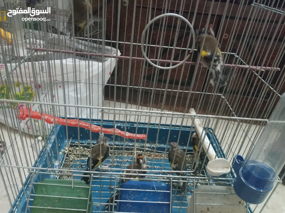حساسين وكنارات نخب اول مقنوة صحة ونضافة