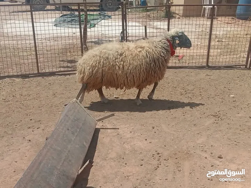 حلال نخب لحم ومقنوي بلدي وشروط الظحيه الله يتقبل من الجميع