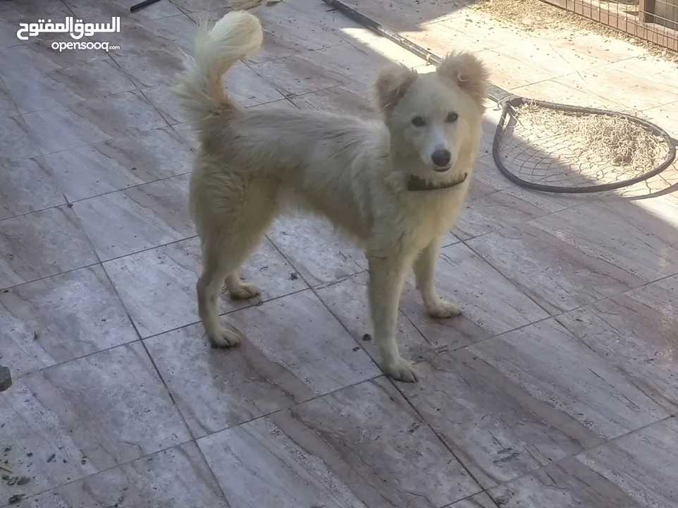عرض للبيع فرنسي البيع