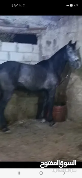 حصان للبيع