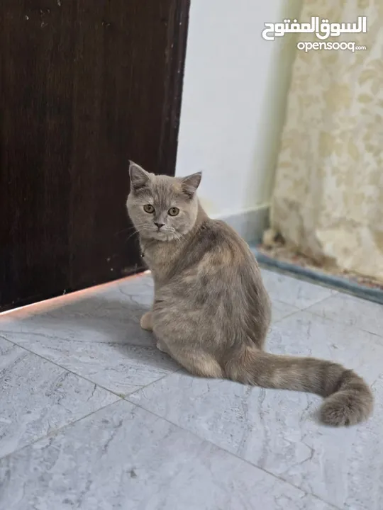 قط اسمه كايه العمر3شهور