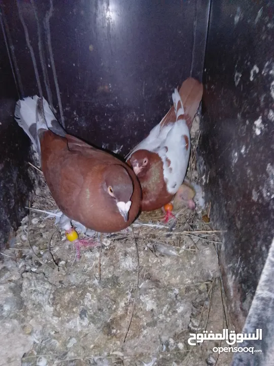 جواز شغالات