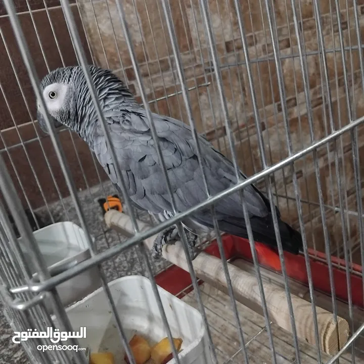 ببغاء كاسكو