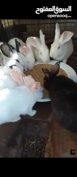 ارانب فرنسي ابيض للبيع