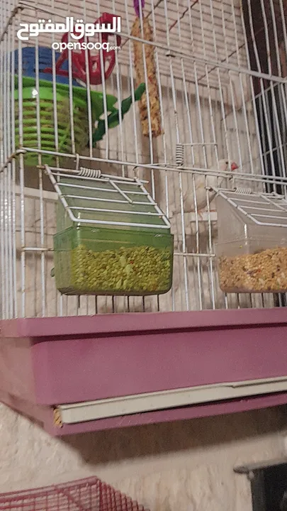 عصافير للبيعععععععععع