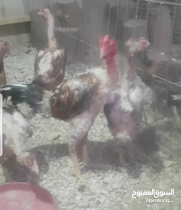 دجاج بكستاني