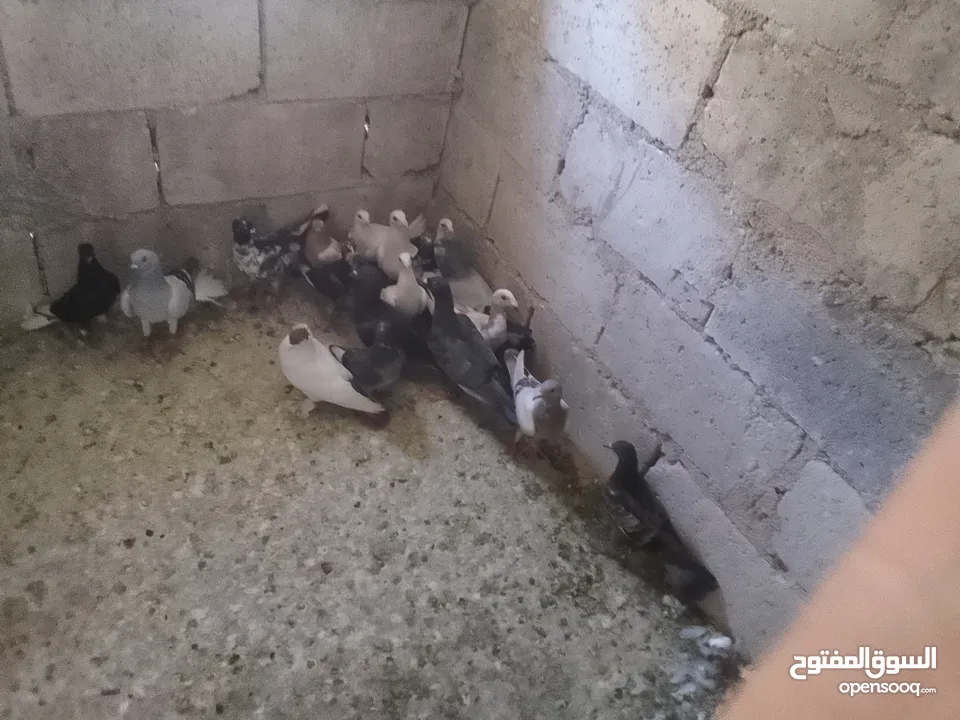 حمام فرخ 20 طير  كش