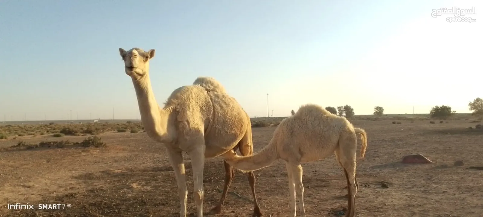 ناقه للبيع طيبة تحتها بكره ام ثالث