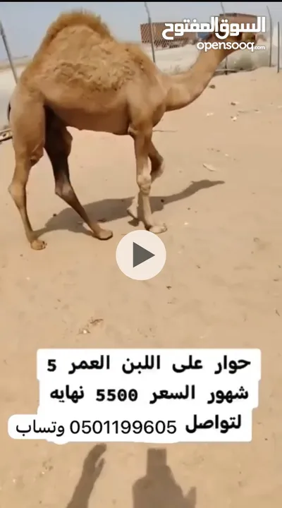 للبيع حوار على لبن سمين