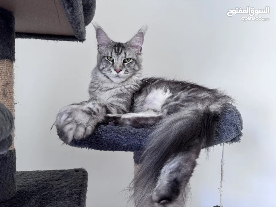 Maine Coon Purebreed Female - As Pet Only