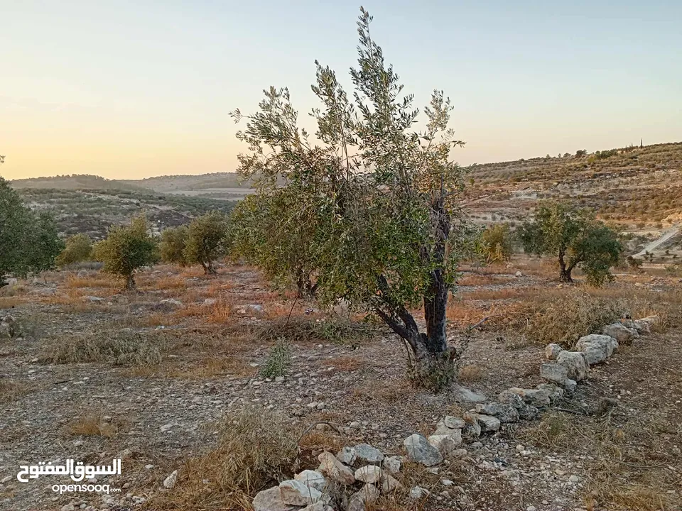 ارض زيتون للبيع في صوريف