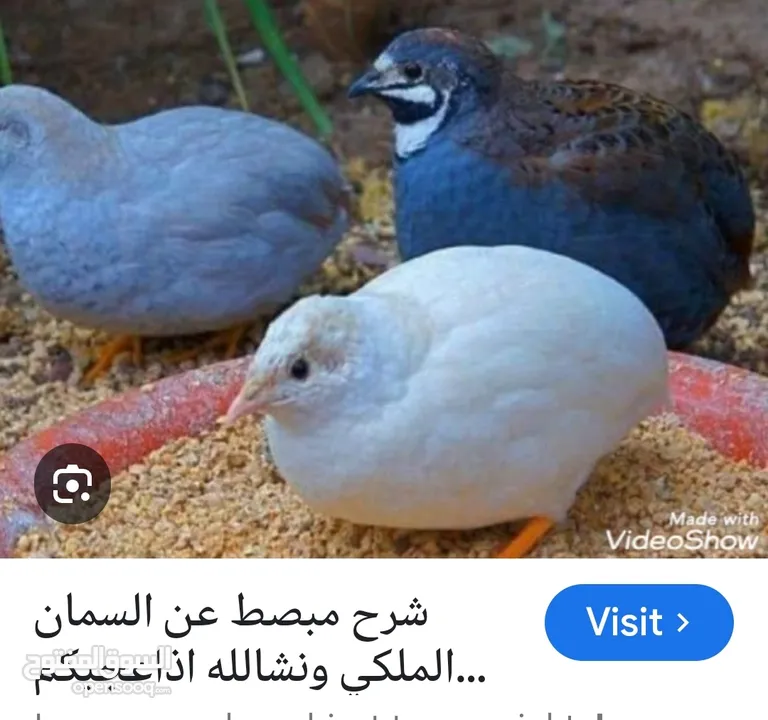 مطلوب طير السمان القزم او الملكي